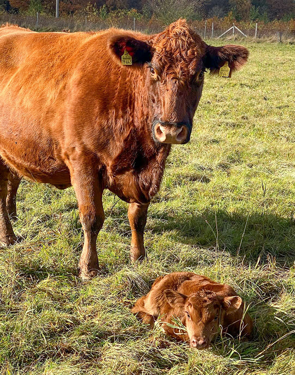 Mutterkuh mit Kalb auf Weide