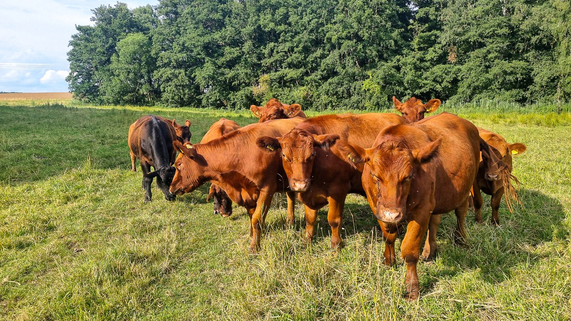 Rinder für Bio-Rindfleisch in Niedersachsen