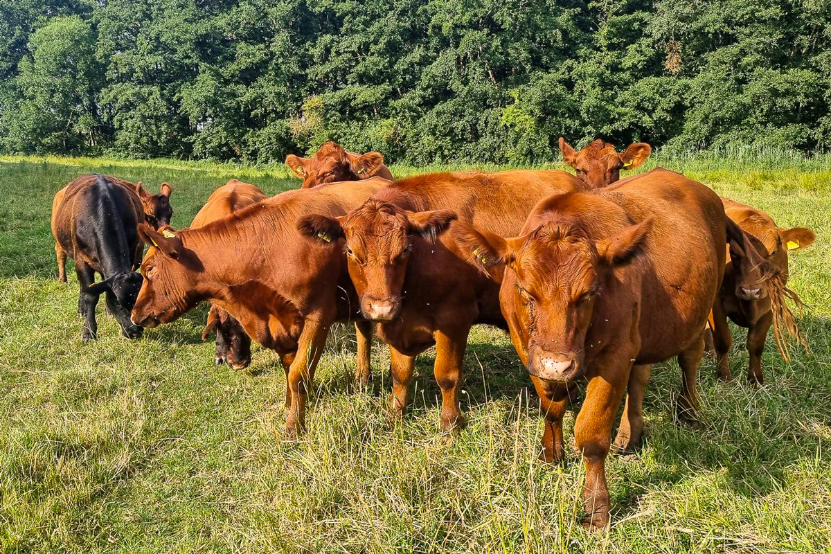 Unsere Angusrinder liefern hochwertiges biologisches Rindfleisch