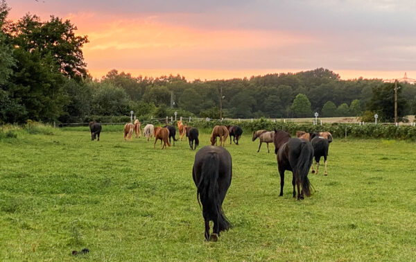 Abendstimmung auf Islandpferdepension auf dem Hof Welkensiek