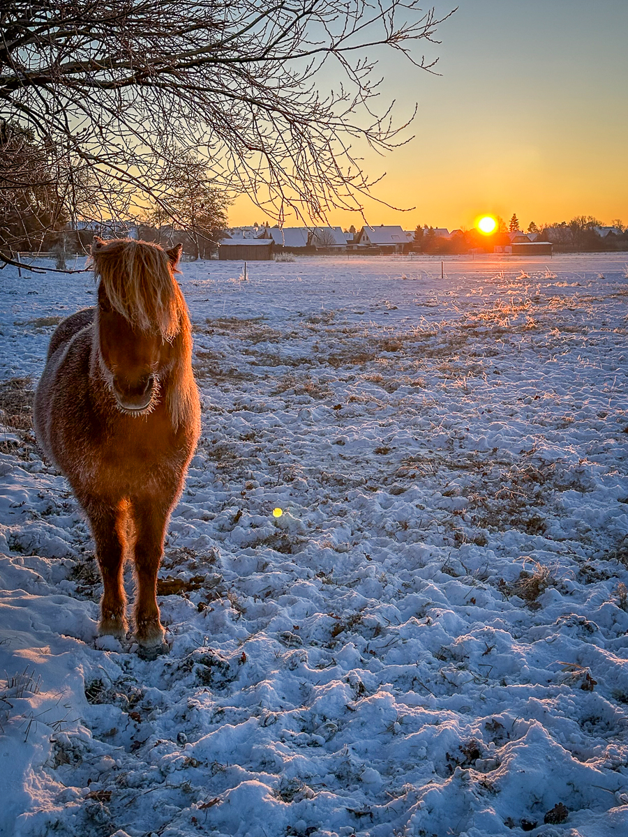 Islandpferde im Sonnenuntergang