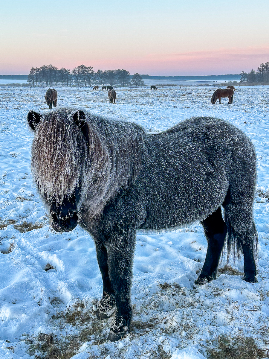 Islandpferd im Winter