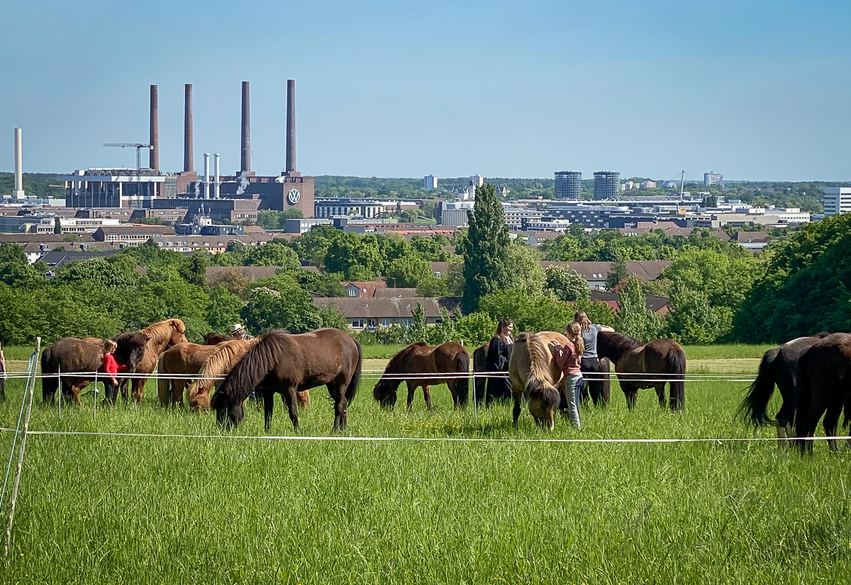 Islandpferde vor der Kulisse von Wolfsburg mit VW Werk im Hintergrund