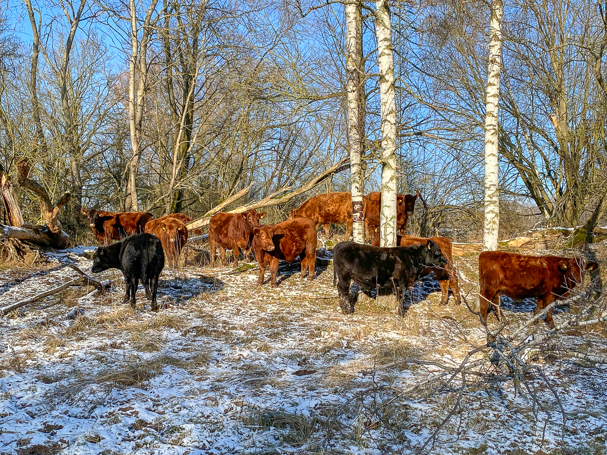 Deutsch Angus Rinder auf dem Hof Welkensiek im Winter