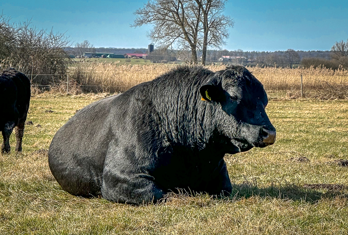 Bioland Deutsch Angus Rind auf dem Hof Welkensiek