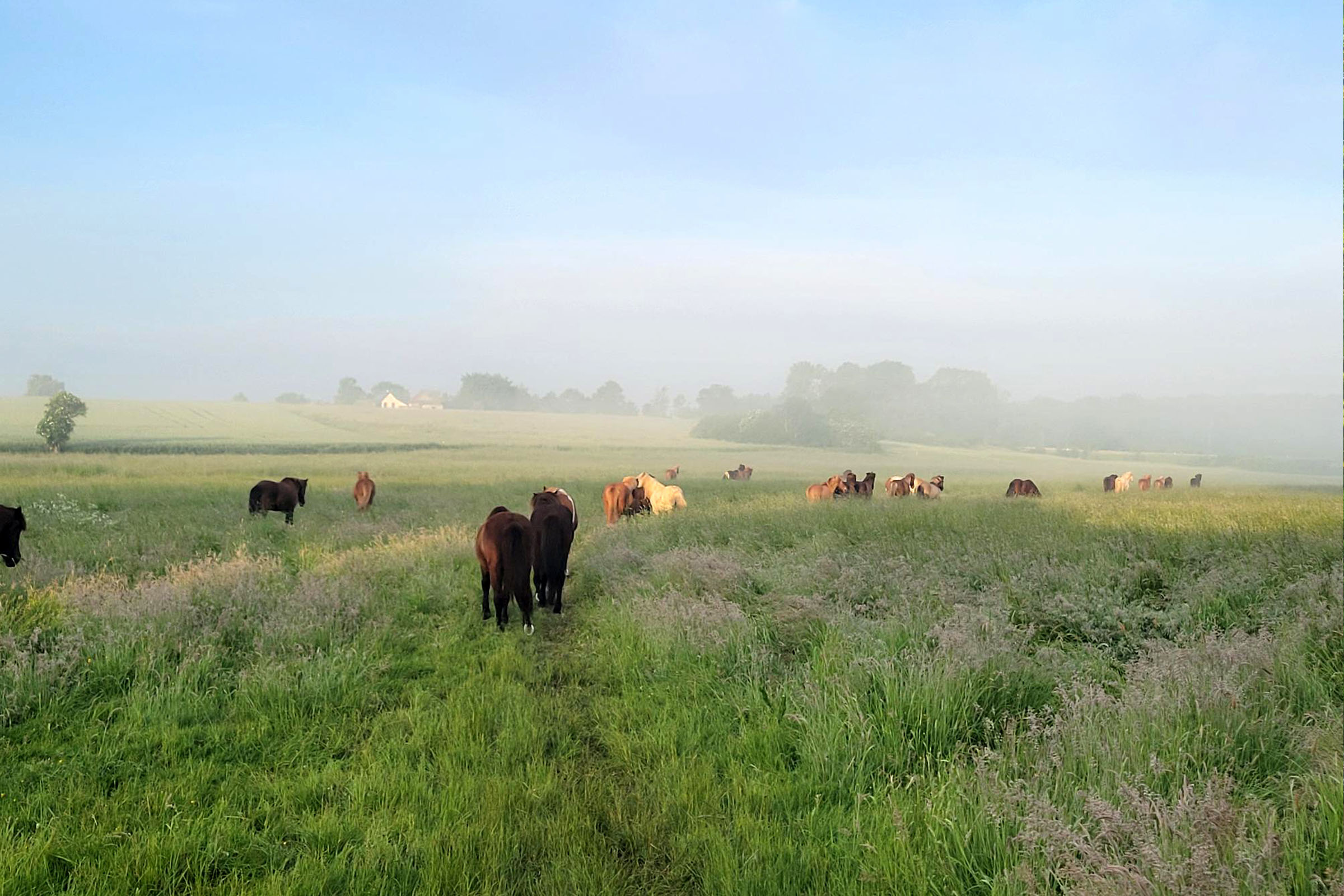 Welkensiek Koppel